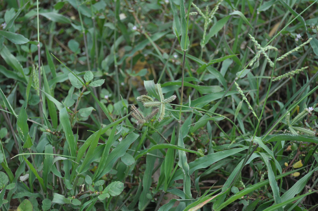 Dactyloctenium aegyptium